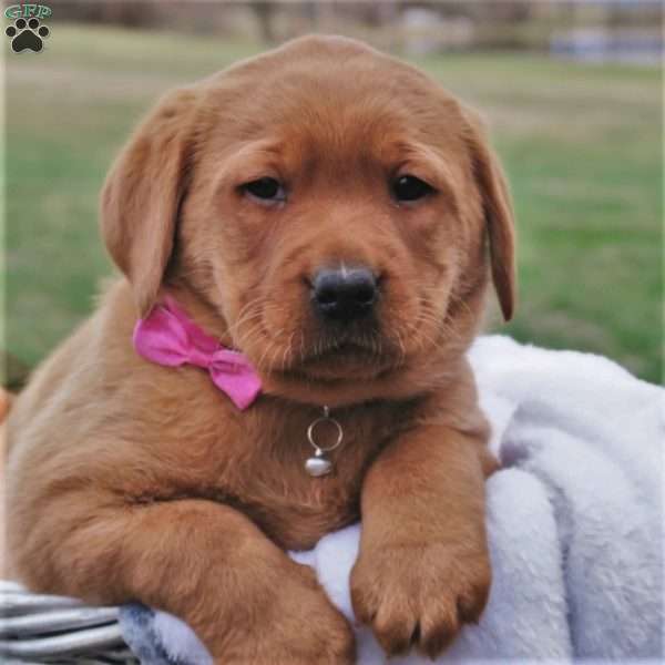 Ember Beauty, Fox Red Labrador Retriever Puppy